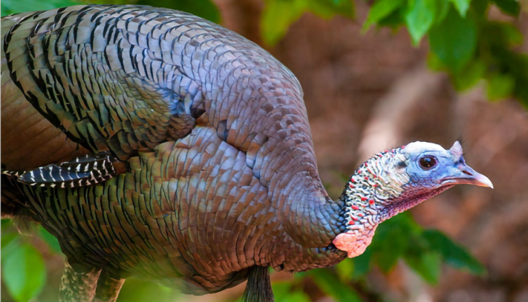 Photo of wild turkey (Photo courtesy Missouri Dept. of Conservation)