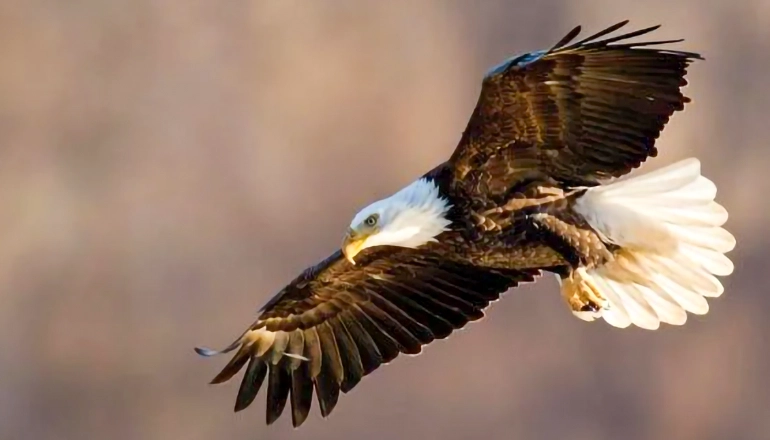Bald Eagle (Photo courtesy Missouri Department of Conservation)