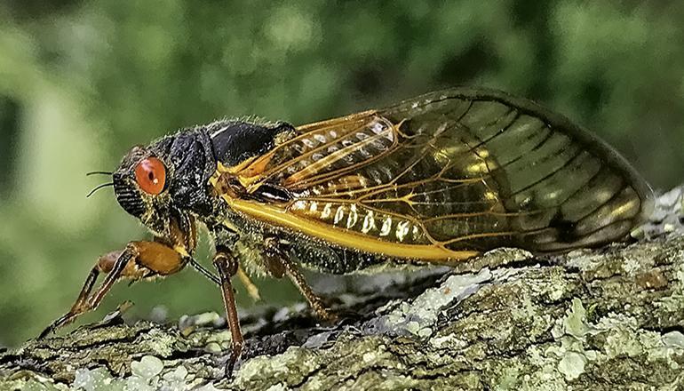 Cicada on a tree (Photo courtesy of Gene Kritsky)