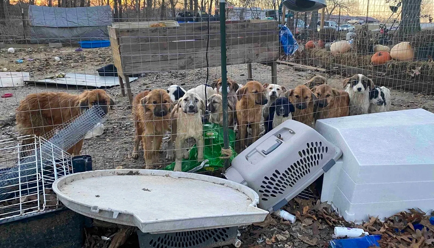Dogs Rescued from Stone County Owner (Photo by Humane Society of Missouri)