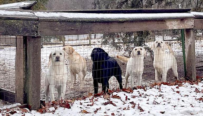 Missouri AG obtains judgement against Sho Me Labradors (Photo by Humane Society of Missouri)