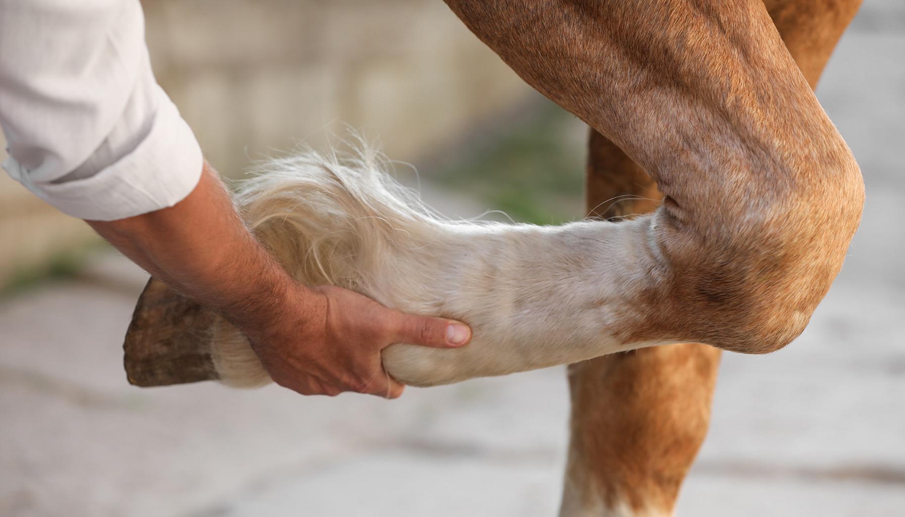 Vet examining horse leg