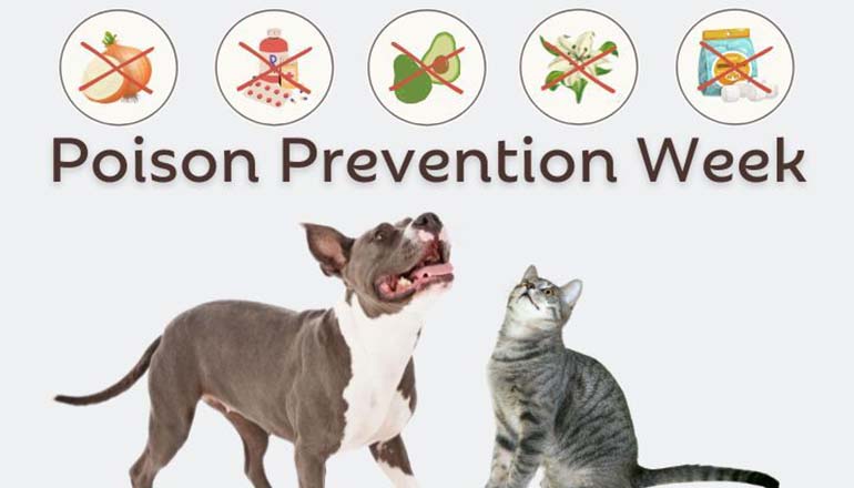 Pet Poison Prevention Week News Graphicc
