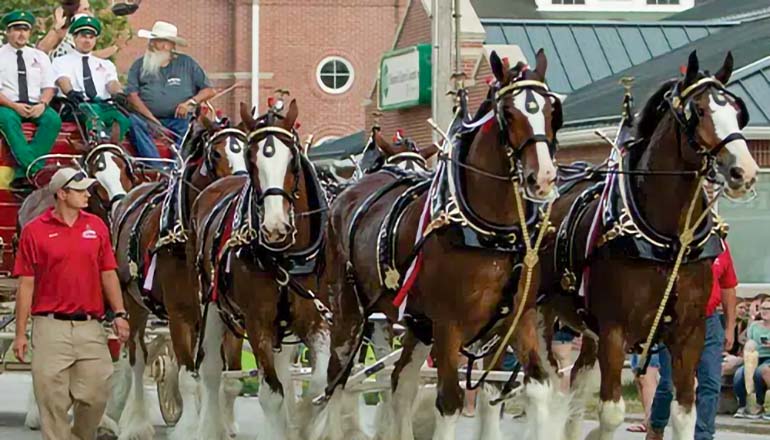 Budweiser Clydesdales at Missouri State Fair