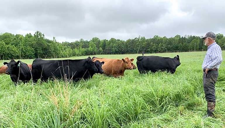 Farmer watching cattle grazing in a field