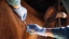 Cow getting vaccinated
