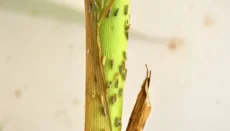 Corn Leafhopper (University of Missouri Photo)