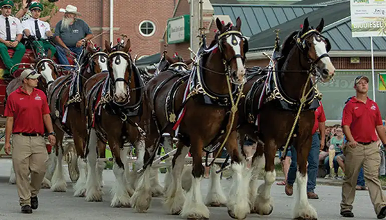 Budweiser Clydesdales to appear at Missouri State Fair in Sedalia